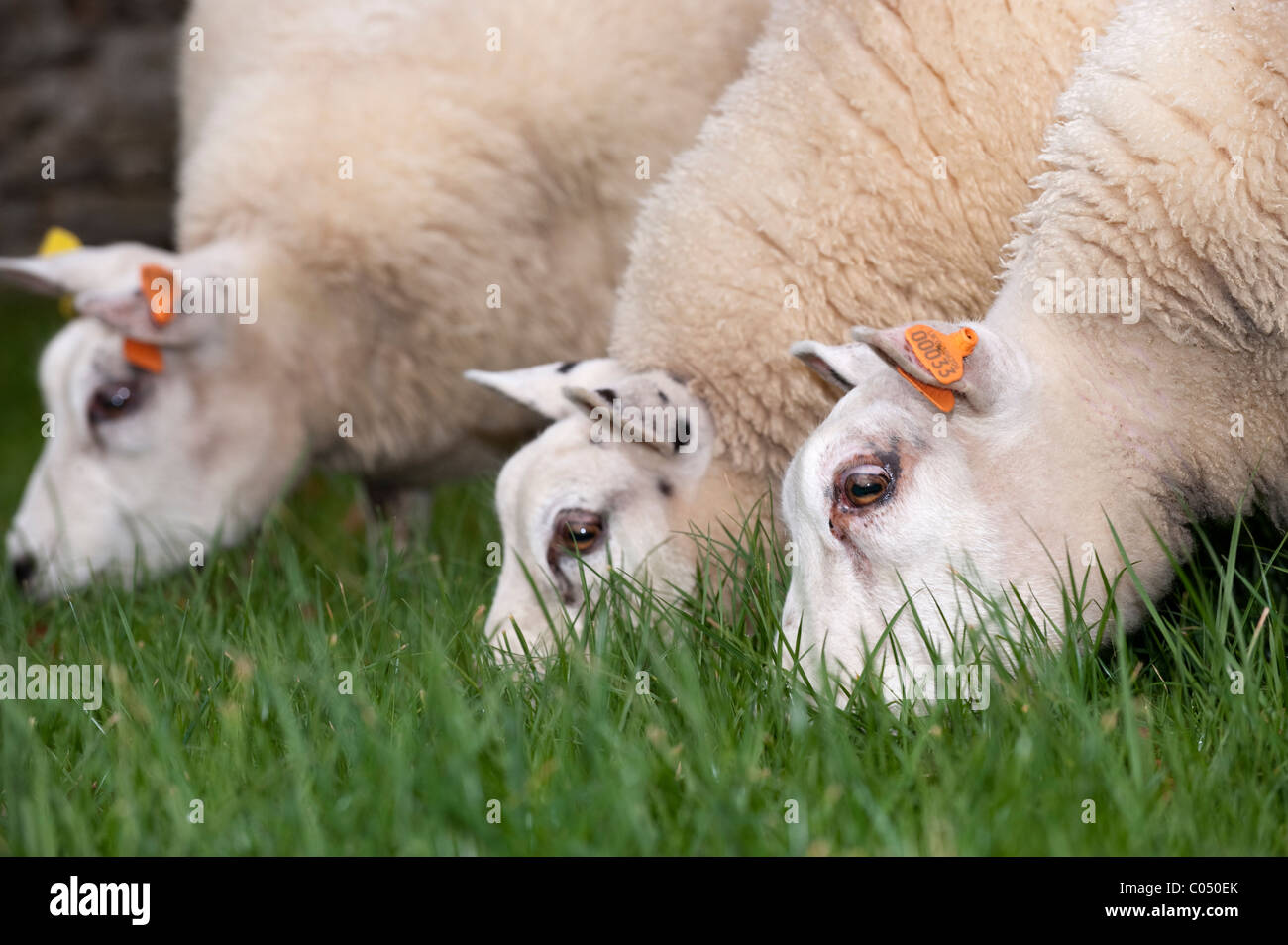 Beltex Schafbeweidung Rasen. Stockfoto