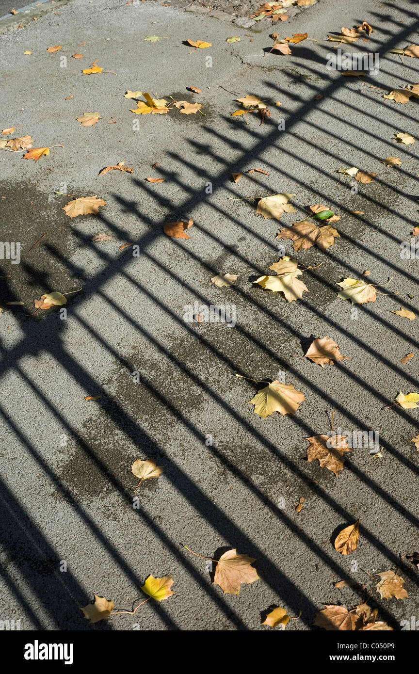 Schatten des viktorianischen Geländer geworfen auf dem Blatt übersäten Boden an einem sonnigen Herbsttag Stockfoto