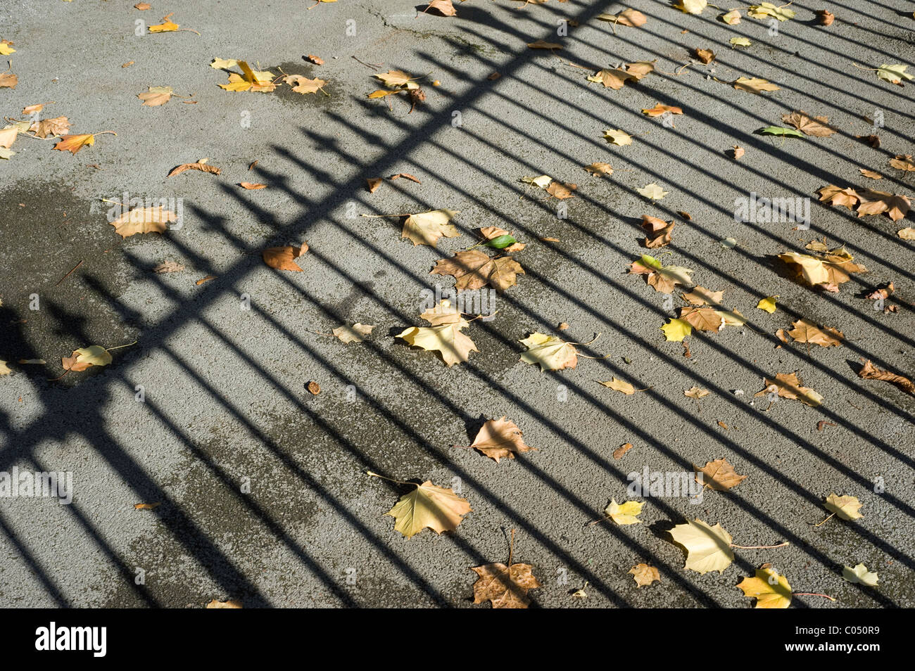 Schatten des viktorianischen Geländer geworfen auf dem Blatt übersäten Boden an einem sonnigen Herbsttag Stockfoto