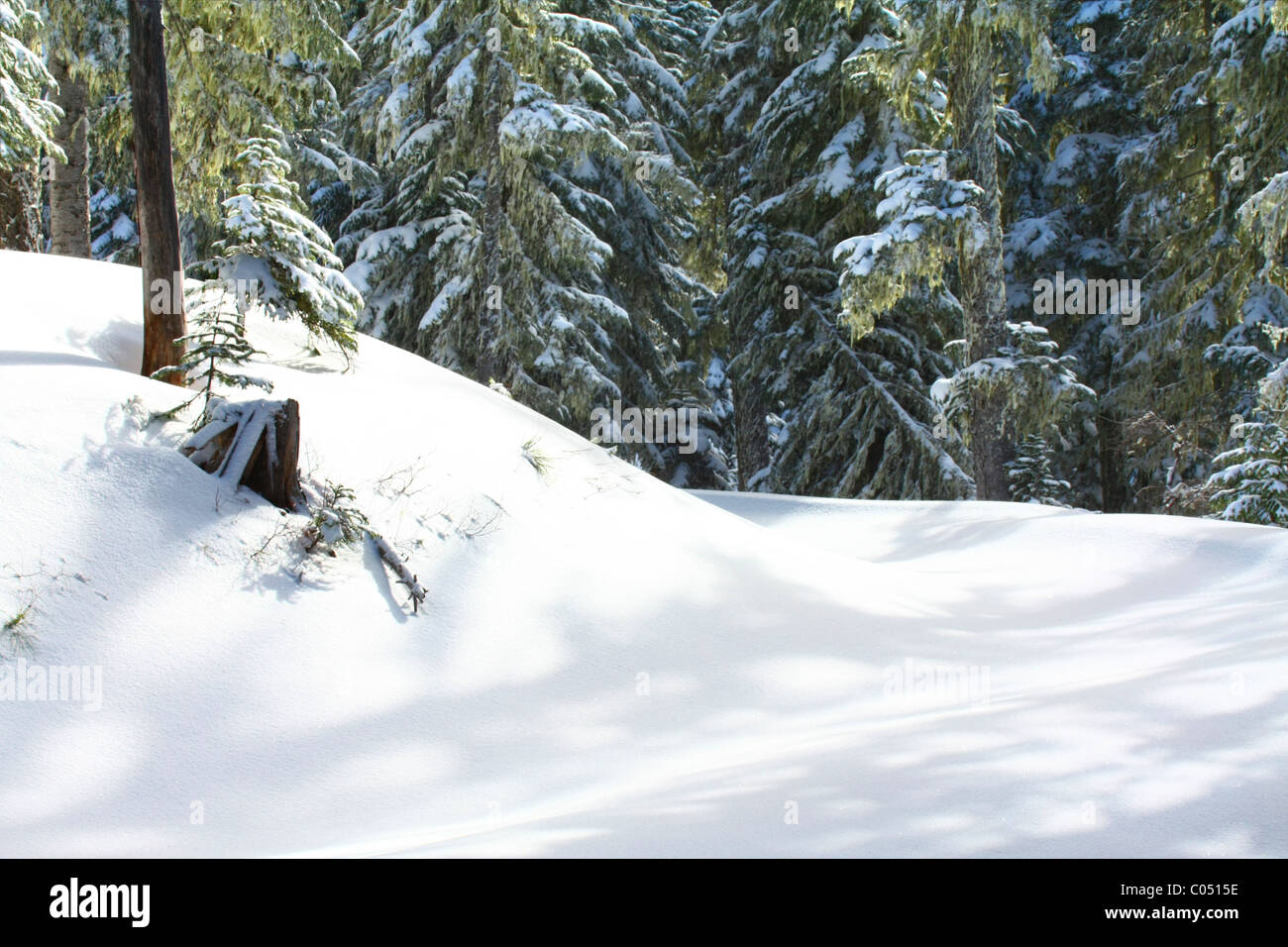 Frischer Schnee auf den Bäumen und Boden in einem Nadelwald auf einem kleinen Hügel und eine Straße. Stockfoto