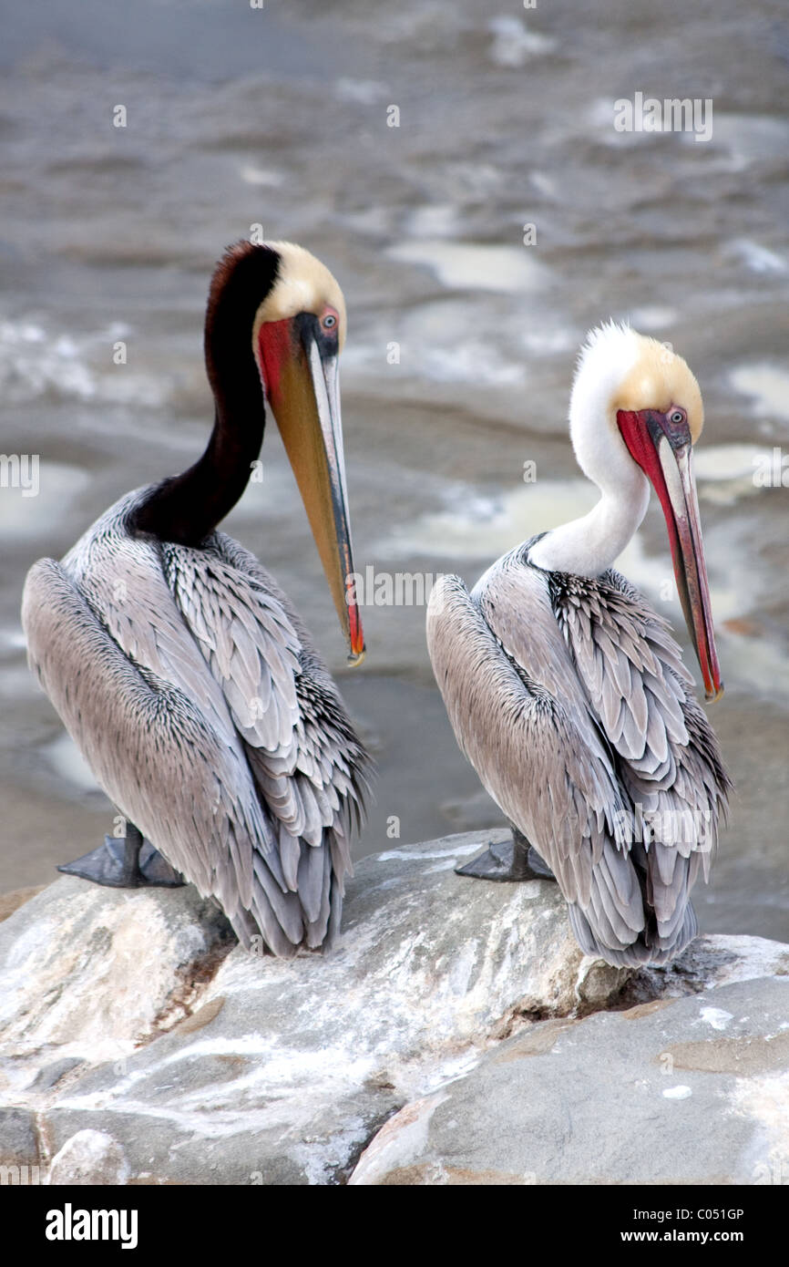 California braune Pelikane Stockfoto