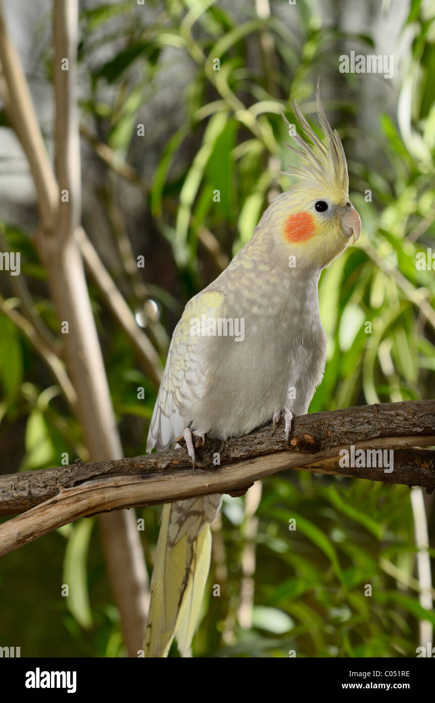 Juvenile weibliche Perle Cockatiel Nymphicus Hollandicus auf einem Ast gegen grüne Bäume getarnt Stockfoto