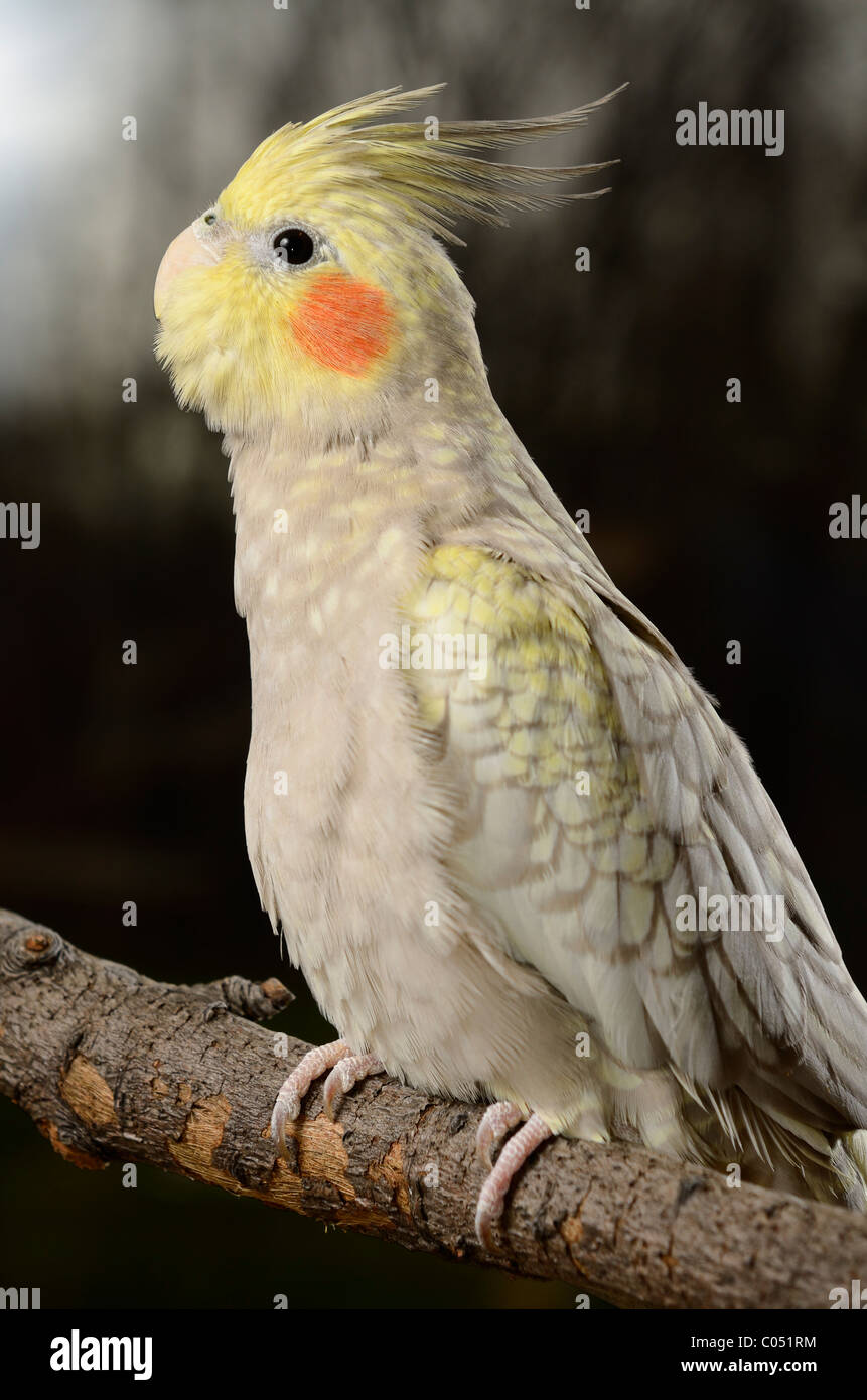 Juvenile weibliche Perle Cockatiel Nymphicus Hollandicus Papagei auf einem Ast mit einem dunklen Wald-Hintergrund Stockfoto