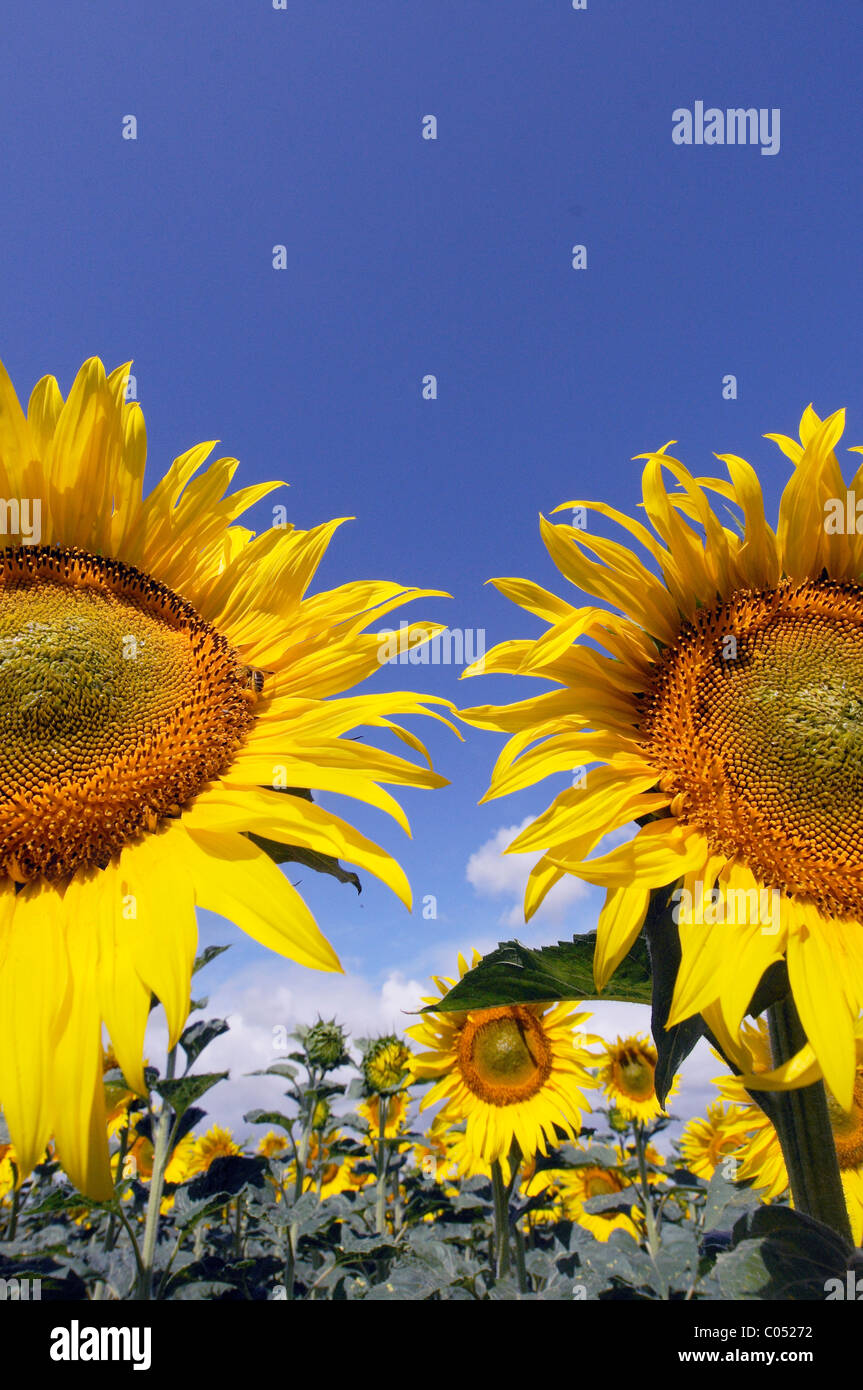 Sonnenblumen vor einem strahlend blauen Himmel Stockfoto
