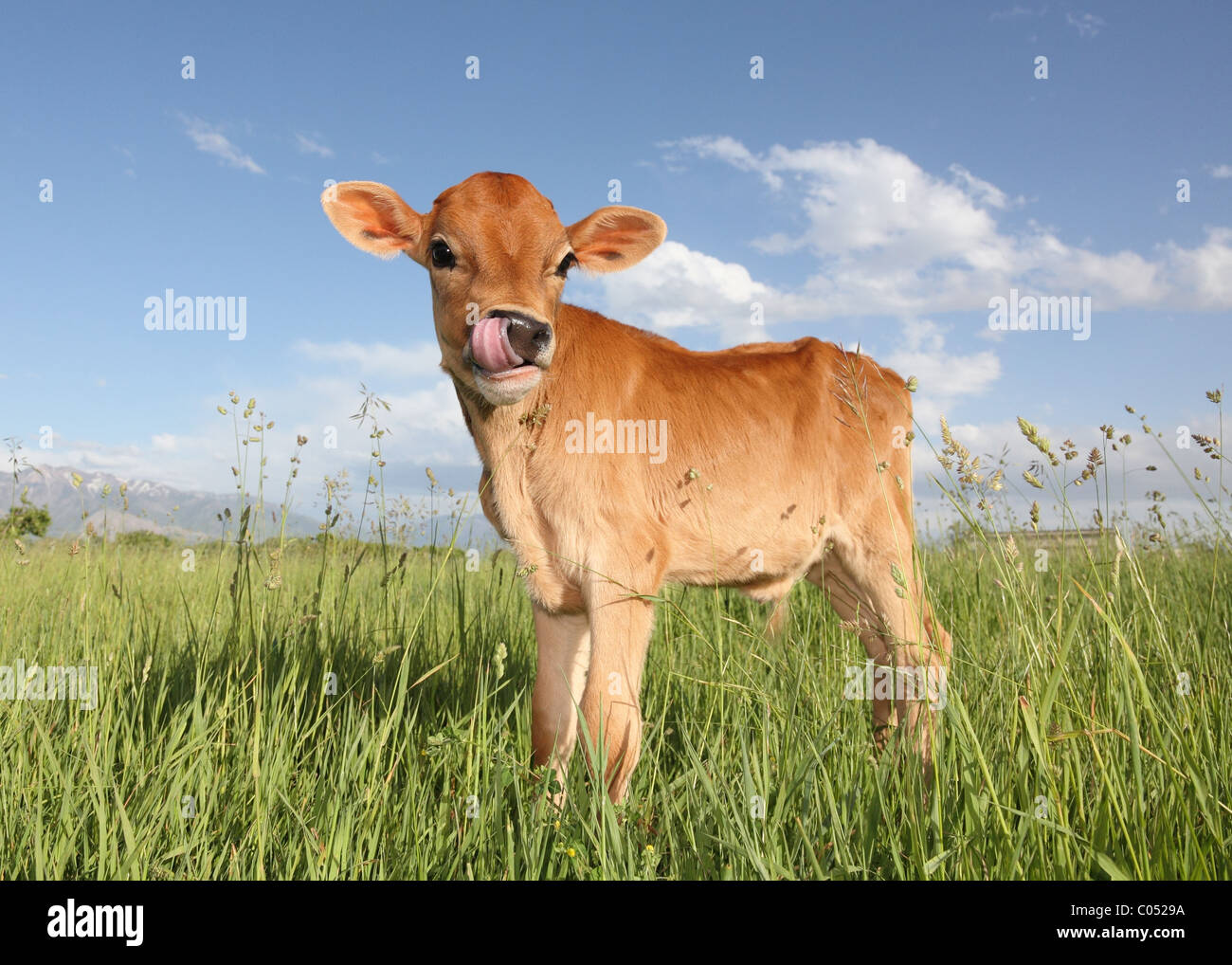 lustige junge Kuh Zunge in Nase Stockfoto