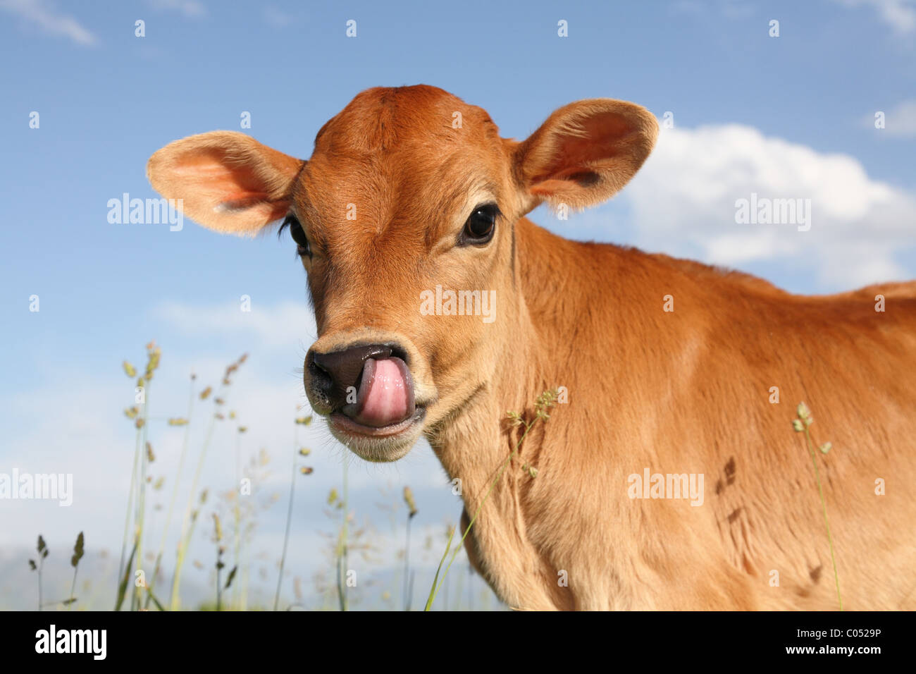 lustige junge Kuh Zunge in Nase Stockfoto