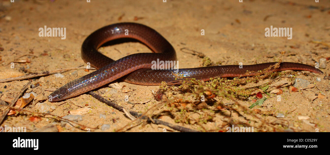 Östliche Wormsnake (Carphophis Amoenus) Stockfoto