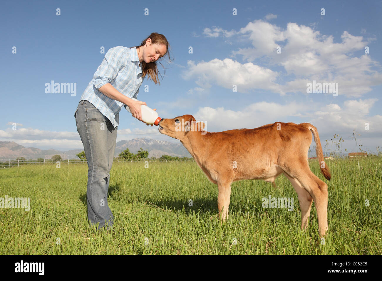 Frau, Fütterung Kälbchen auf Wiese Stockfoto