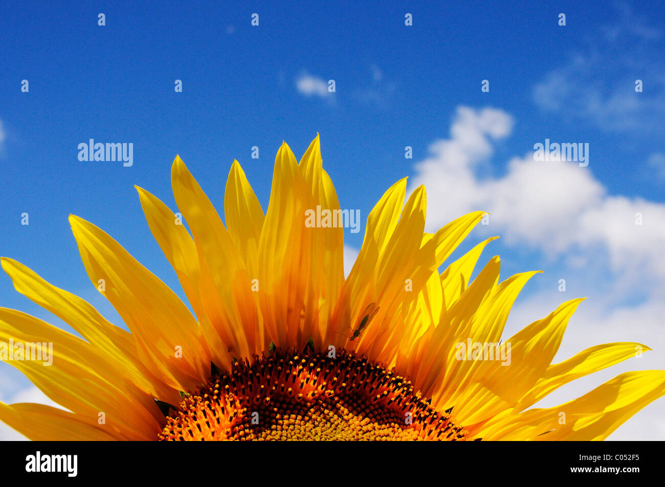 Sonnenblumen vor einem strahlend blauen Himmel Stockfoto