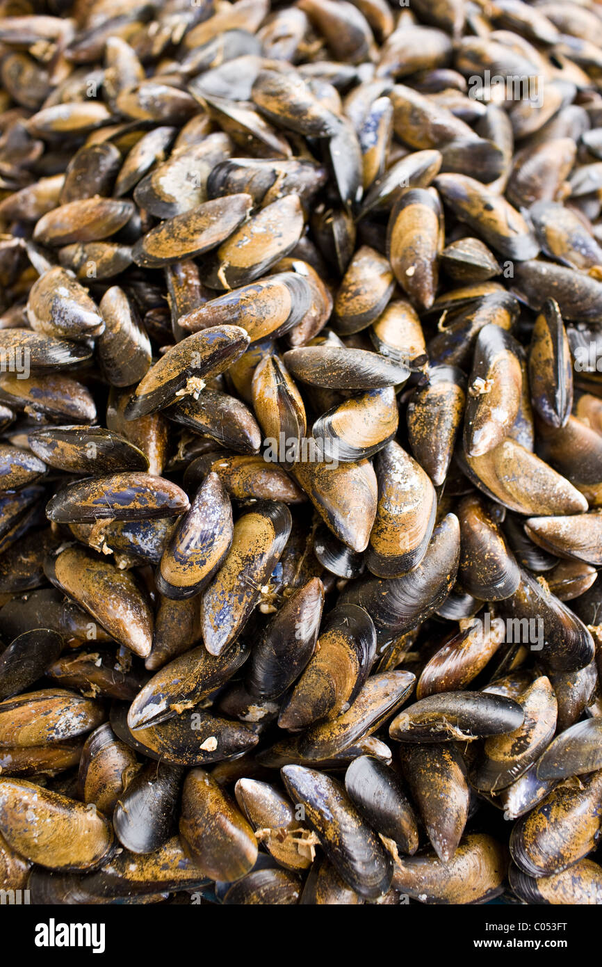 Meeresfrüchte Muscheln, Moules, weiterleben Verkauf am Bauernmarkt in der Normandie Stockfoto