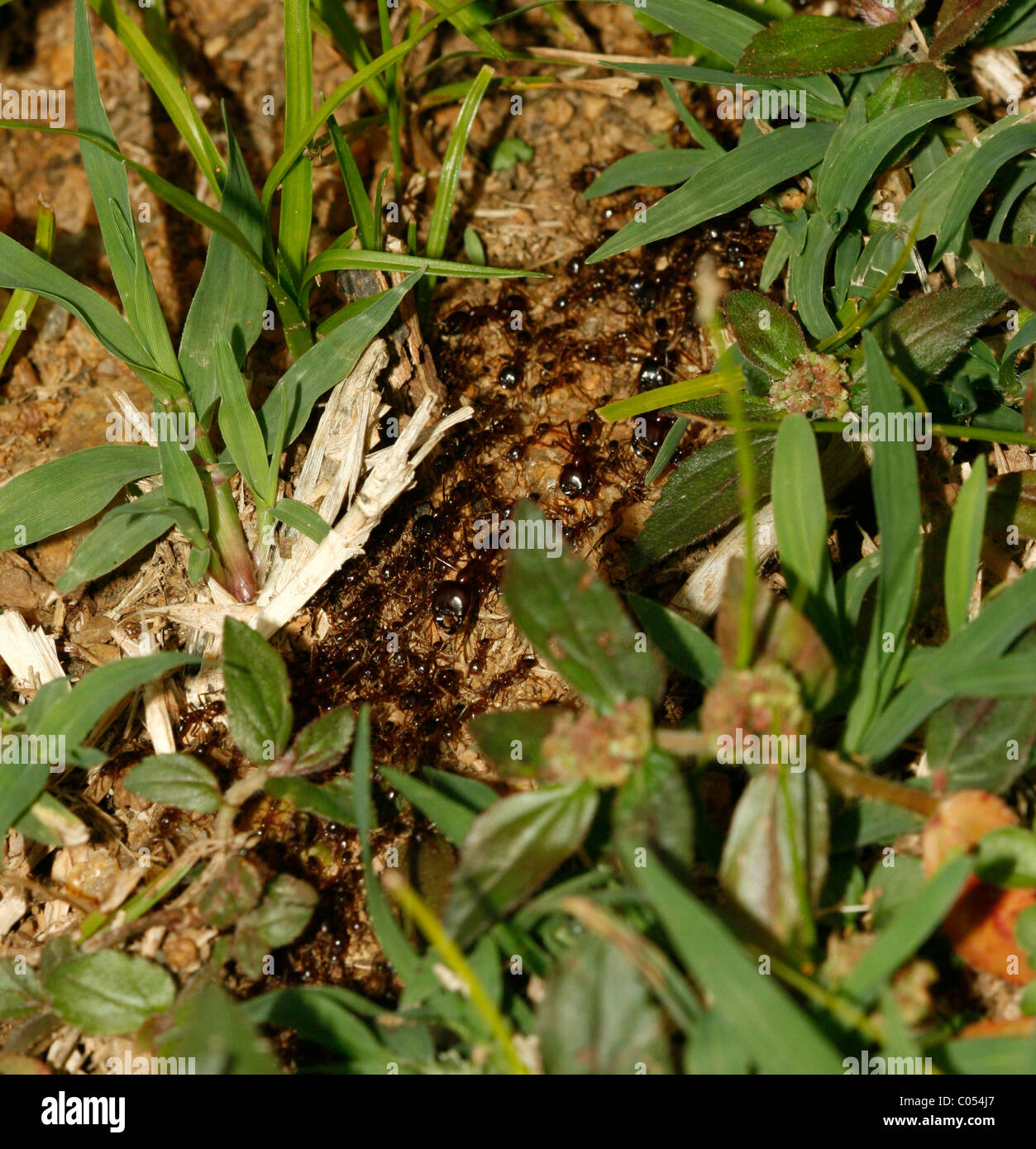 Eine Nahaufnahme von Safari Ameisen (Fahrer Ameisen, Ameisen Armee, Siafu, Dorylus) in Uganda Stockfoto