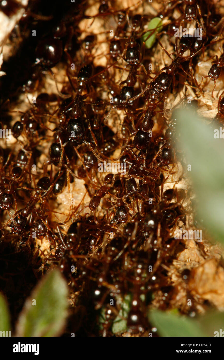 Eine Nahaufnahme von Safari Ameisen (Fahrer Ameisen, Ameisen Armee, Siafu, Dorylus) in Uganda Stockfoto