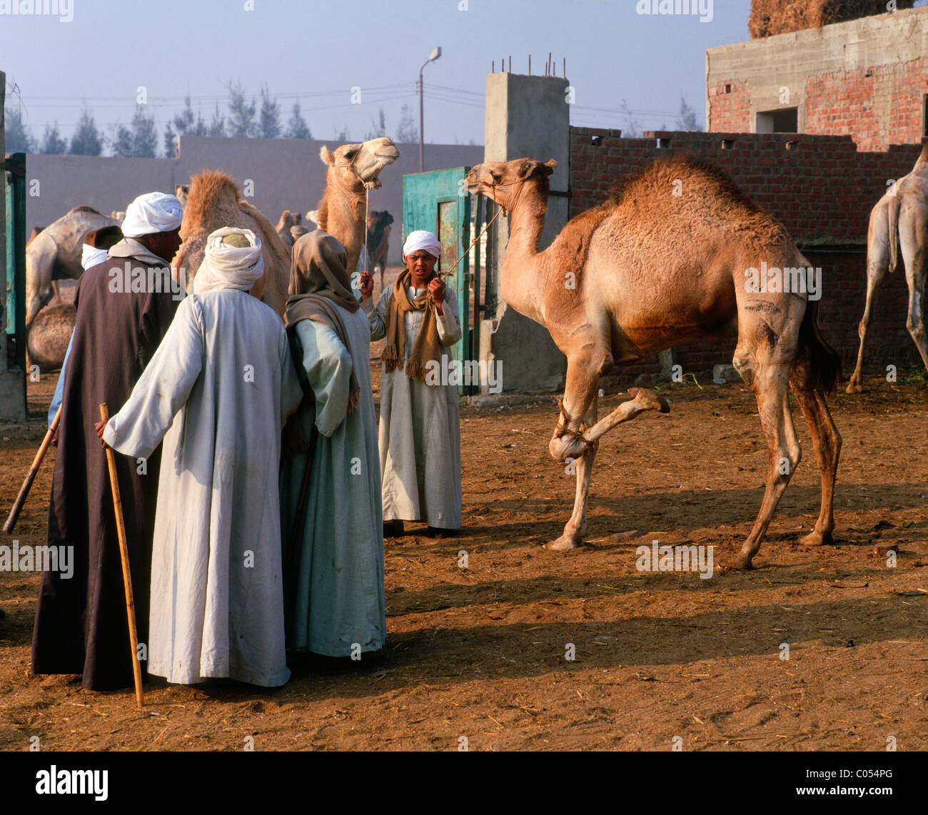 Ägypten, Camel Händler Stockfoto