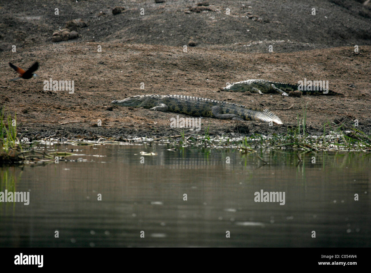Nil-Krokodile am Ufer des Kanals Hütte in Queen Elizabeth National Park, Westuganda Stockfoto