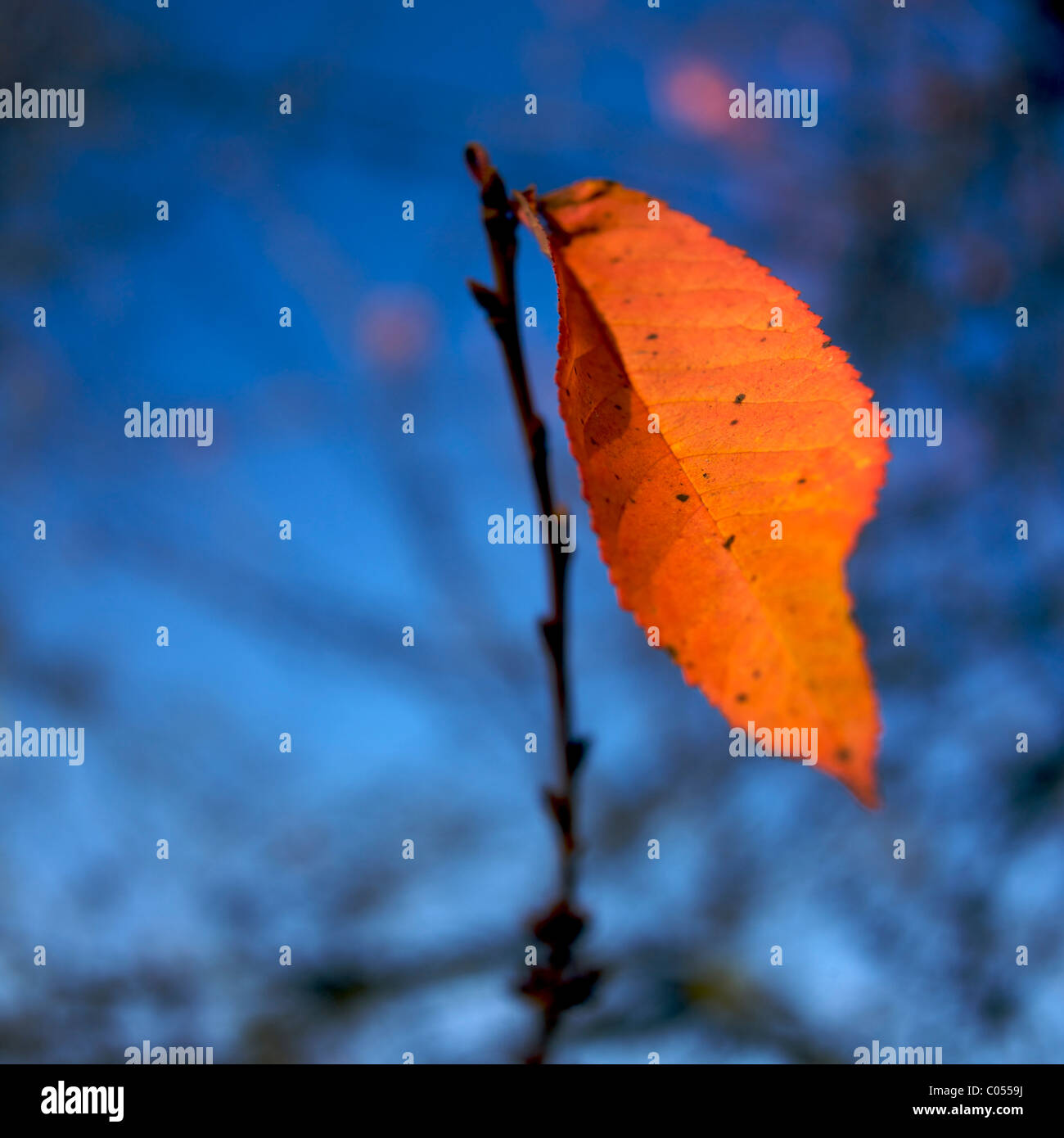 Leuchtendes orangefarbenes Blatt im Kontrast zu blauem Hintergrund während der Herbstsaison in einer natürlichen Umgebung Stockfoto