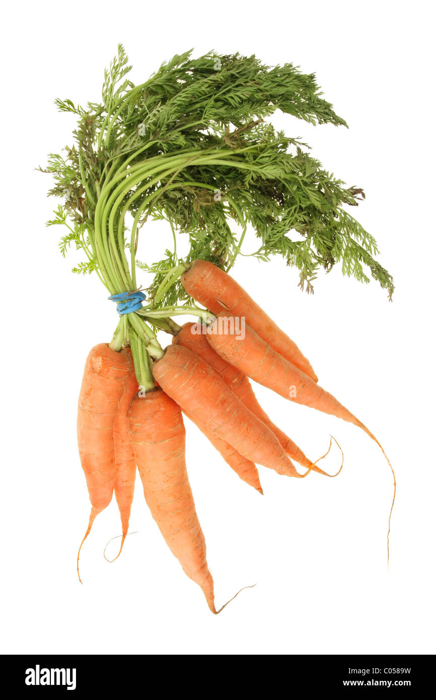 Handvoll frische Karotten mit grünen Spitzen, isoliert auf weiss Stockfoto