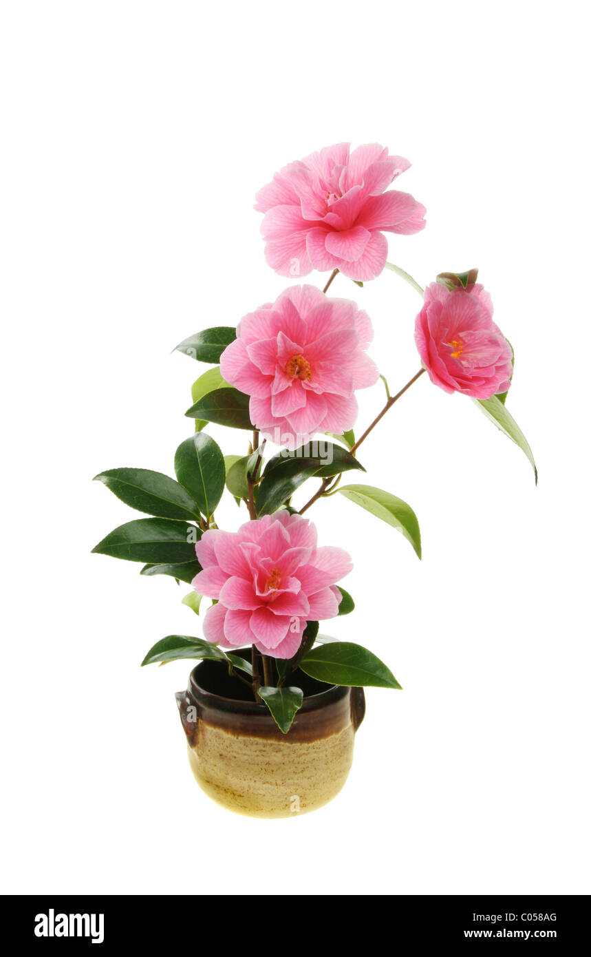 Kamelie-Zweig mit Blüten in einem Tontopf Stockfoto