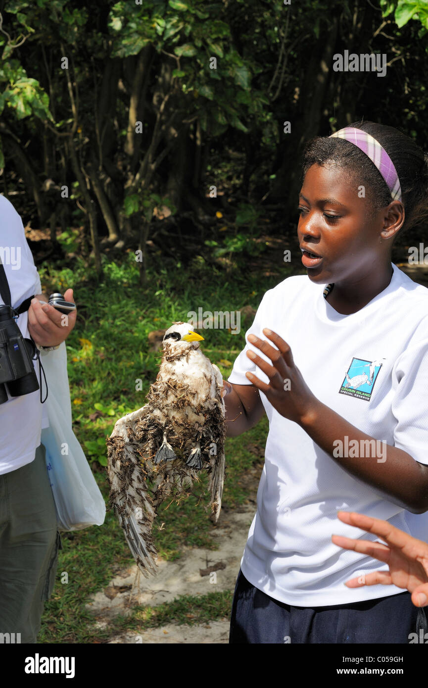 Cousin Island, Praslin, Seychellen, Guide holding White tailed Tropicbird Stockfoto