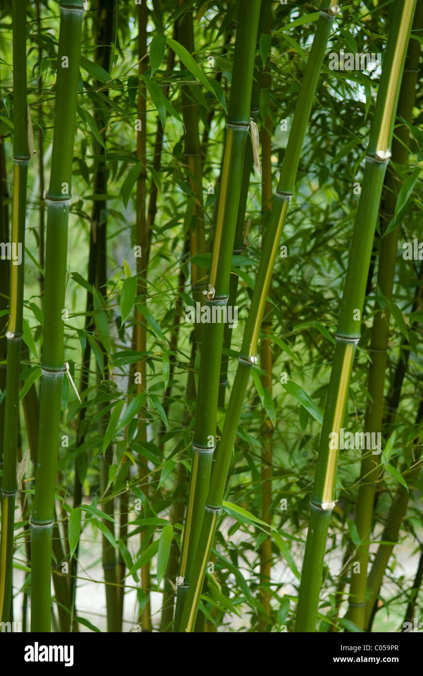 PHYLLOSTACHYS VIVAX HUANVENZHU GELBE GROOVE VIVAX Stockfoto