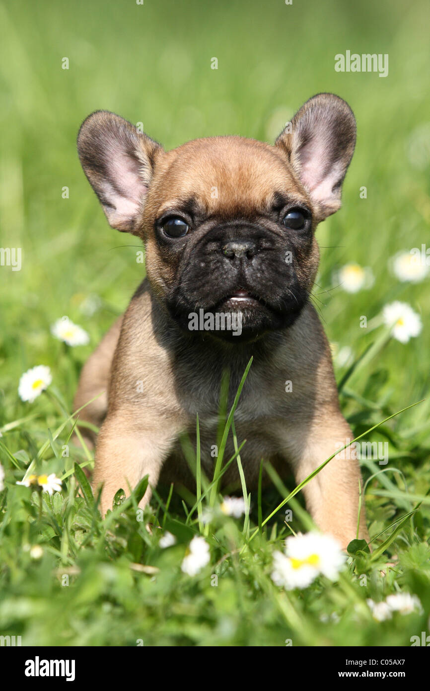 Französische Bulldogge Welpen Stockfoto