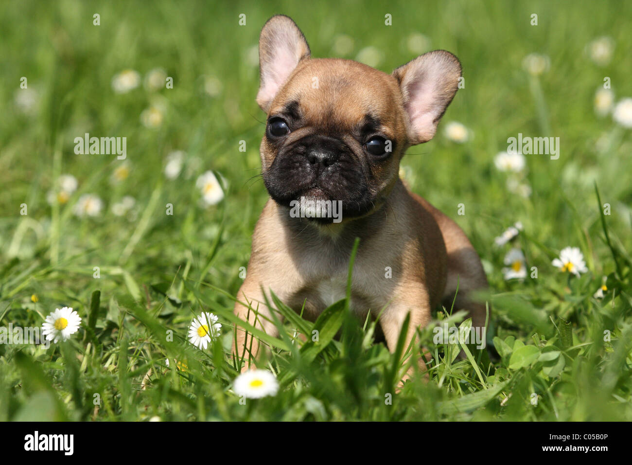 Französische Bulldogge Welpen Was Muss Ich Beachten Französische Bulldogge Welpen Stockfotografie - Alamy