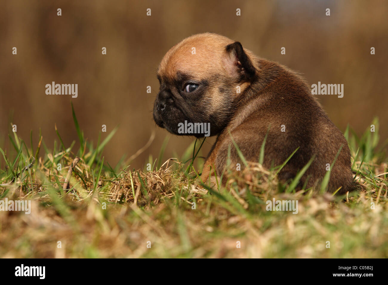 Französische Bulldogge Welpen Stockfoto