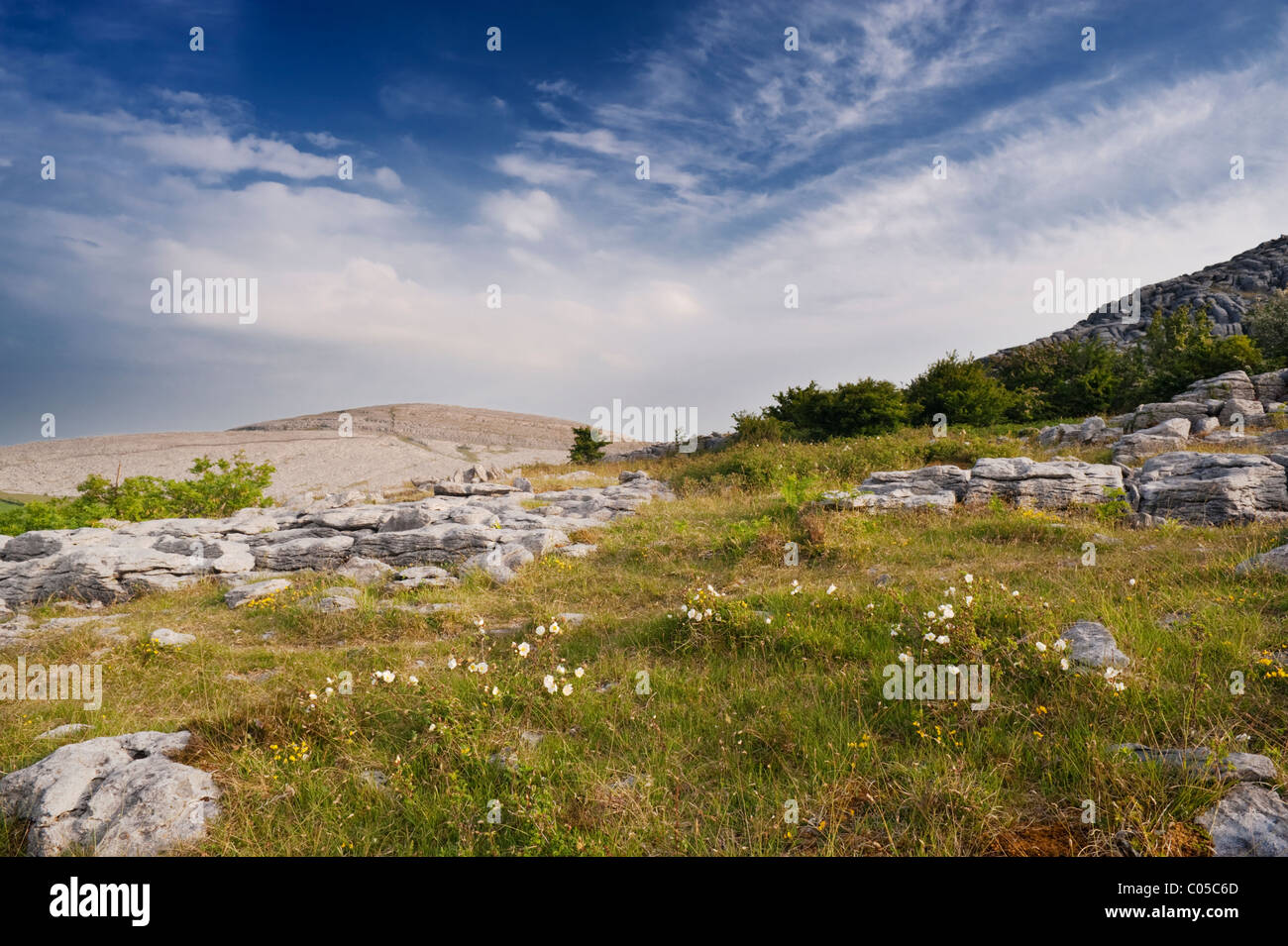 Blick Richtung Slieve Oughtmama von Abbey Hill, die Burren, Co Clare, Irland, mit weißen Burnet rose im Vordergrund Stockfoto