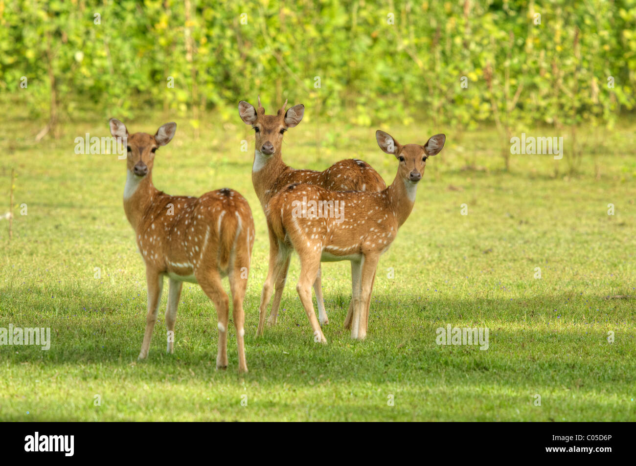 Eine Herde von gefleckte Rehe Yala-Nationalpark Sri Lanka Stockfoto