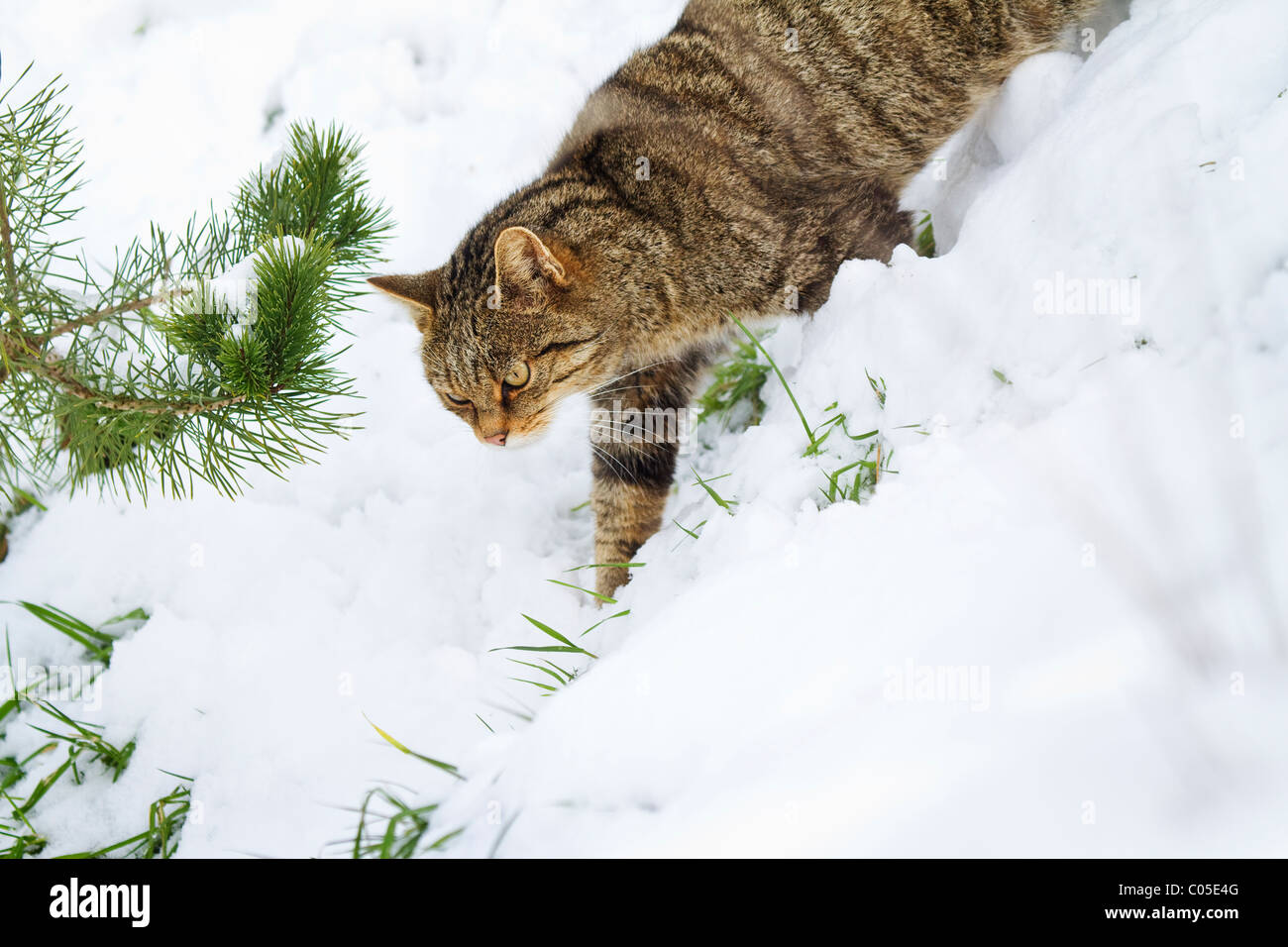 Schottische Wildkatze (Felix Sylvestris) im Winter Stockfoto