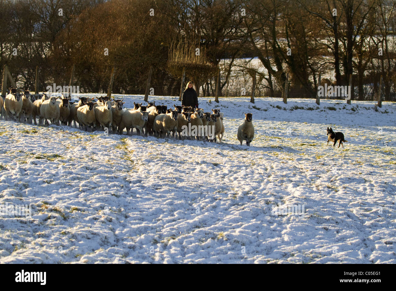 Eine Frau und ihr Border Collie Aufrundung Schafe im Schnee Stockfoto