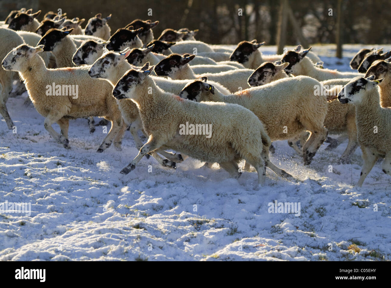 Schafe laufen durch den Schnee Stockfoto