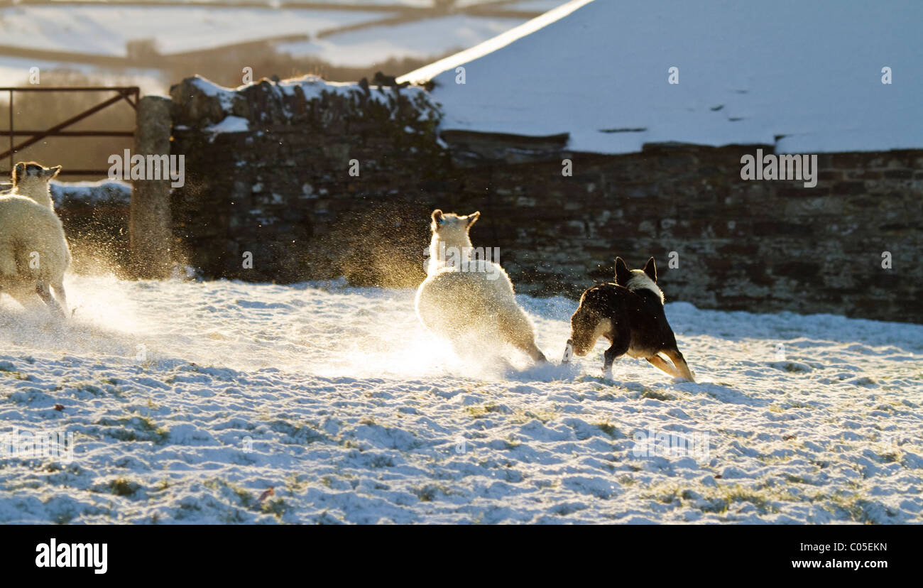 Schäferhund Aufrundung Schafe im winter Stockfoto