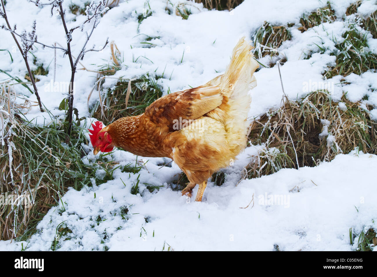 Huhn im Schnee Stockfoto