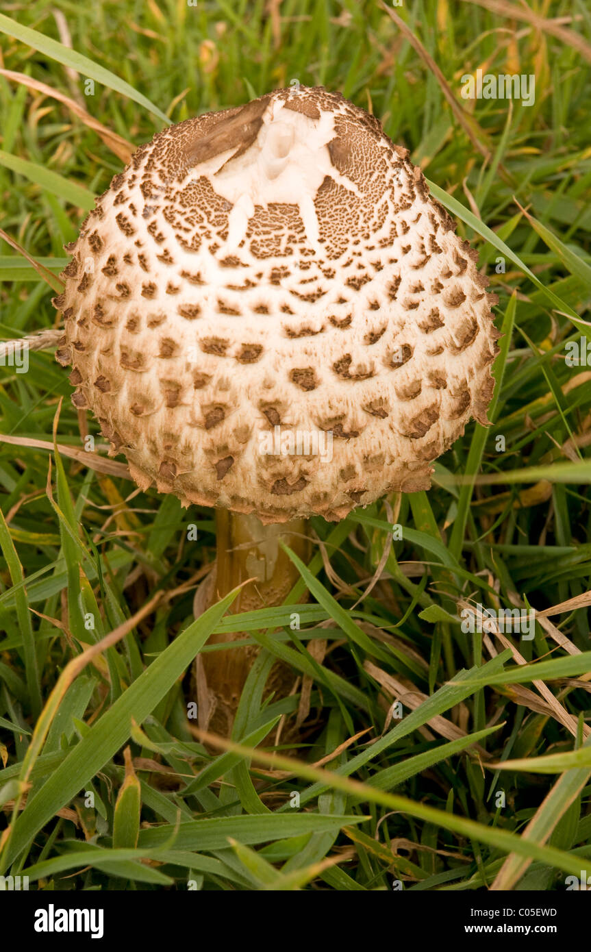 Macrolepiota Procera oder Parasol Pilz Stockfoto