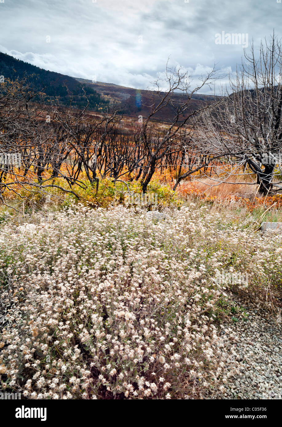 Herbst oder Herbstfarben La Sal Mountain Road in der Nähe von Moab Utah USA tote Bäume und Äste zeigen einem den letzten Waldbrand Stockfoto