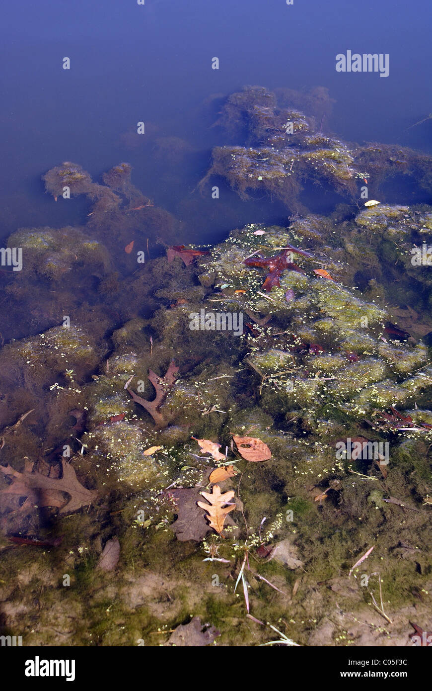 Unterwasser wuchs und Blätter am Ufer im Teich. Stockfoto