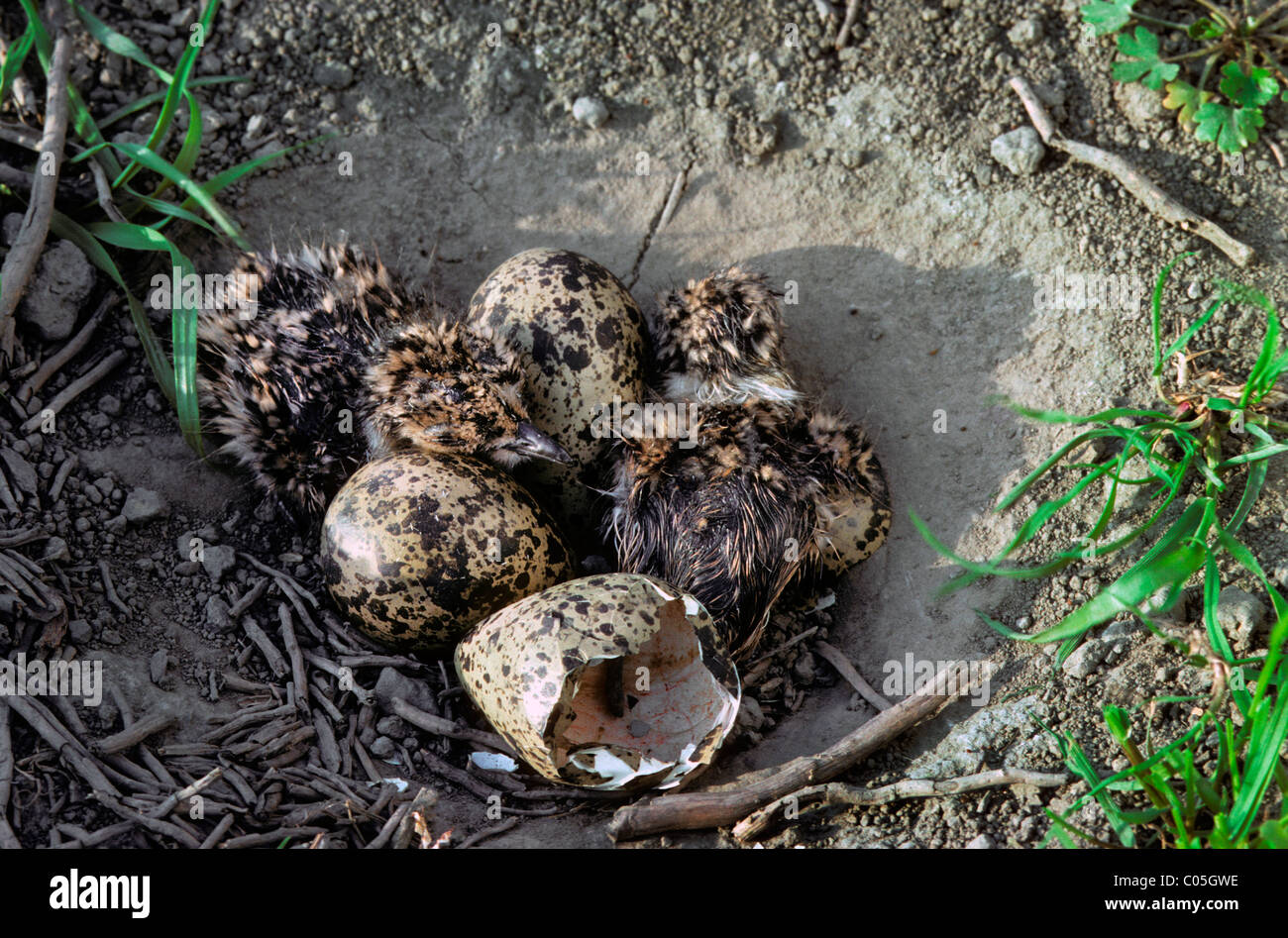 Nördlichen Kiebitz (Vanellus Vanellus) Küken schlüpfen unter den Eiern im Nest auf dem Boden Stockfoto