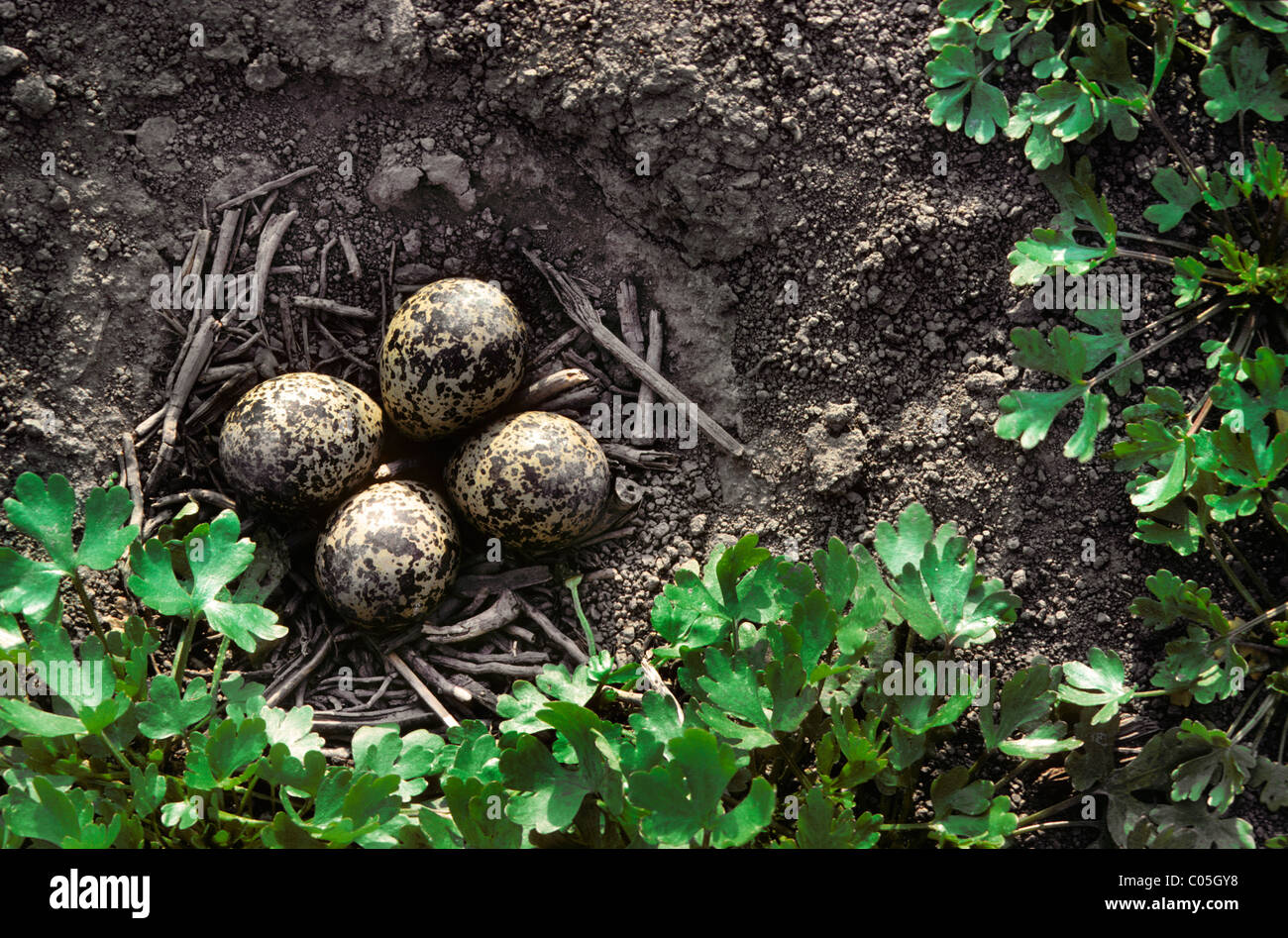 Nördlichen Kiebitz (Vanellus Vanellus) Eiern im Nest auf dem Boden Stockfoto