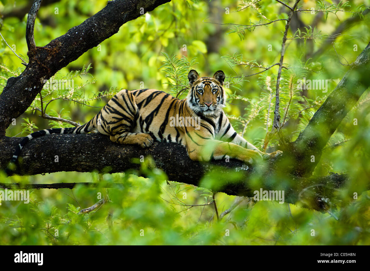 Jugendliche männliche Königstiger (ca. 15 Monate) ruht auf einem Baum. Bandhavgarh NP, Madhya Pradesh, Indien. Stockfoto