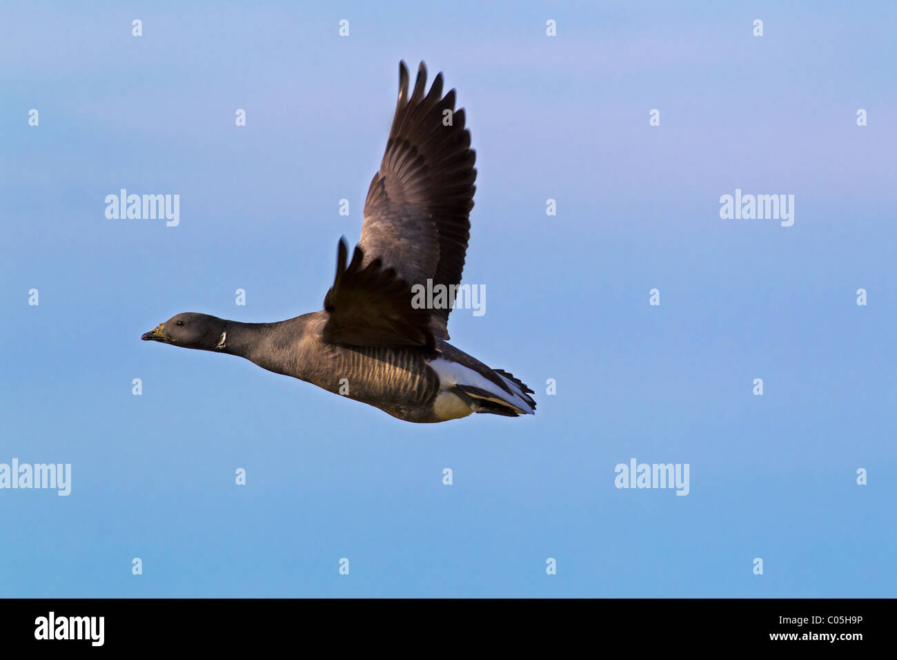 Brent Goose (Branta Bernicla) im Flug, Nationalpark Wattenmeer, Deutschland Stockfoto