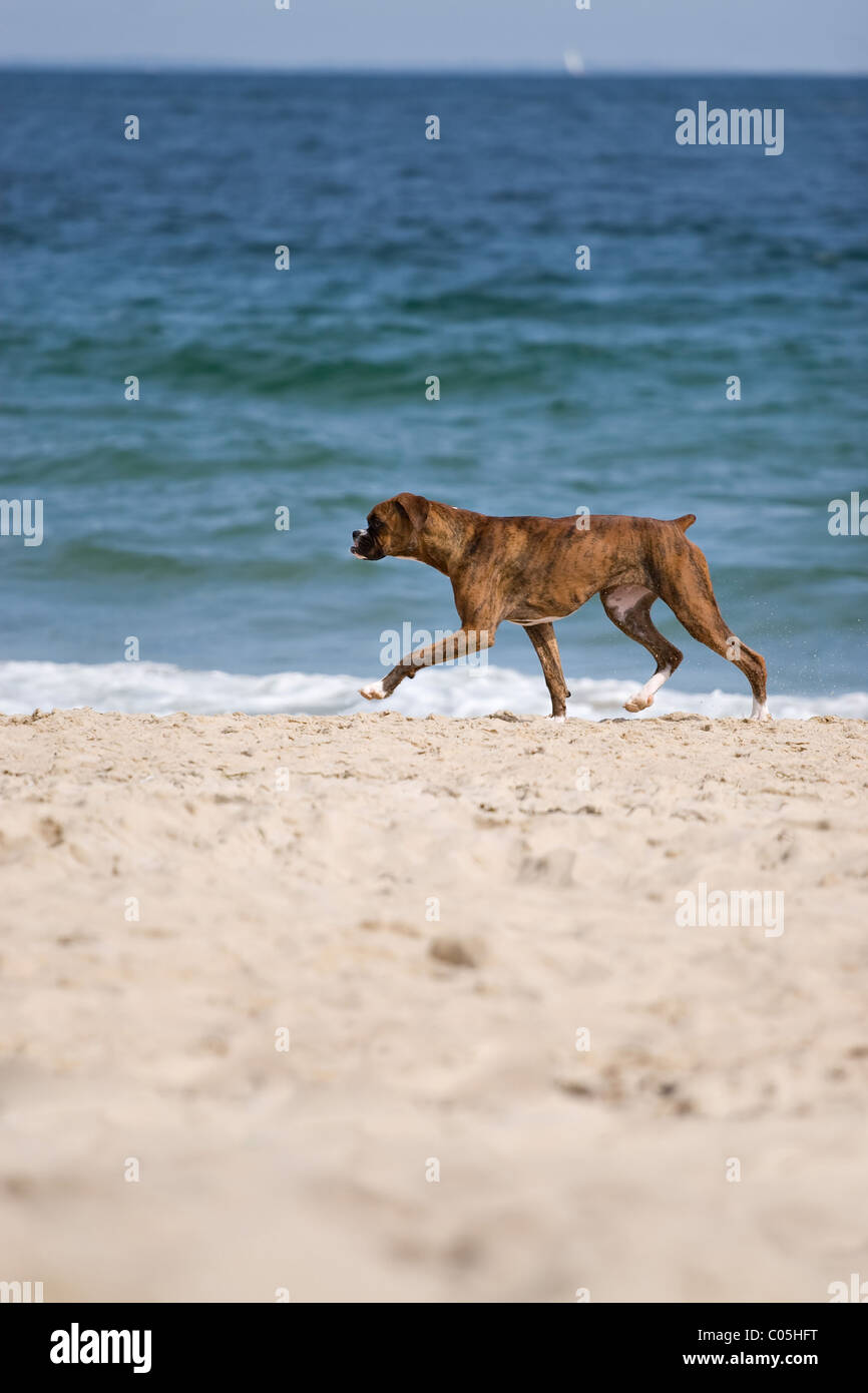Ein reinrassige Boxer Hund läuft am Strand mit genügend Bewegungsfreiheit Kopie. Stockfoto