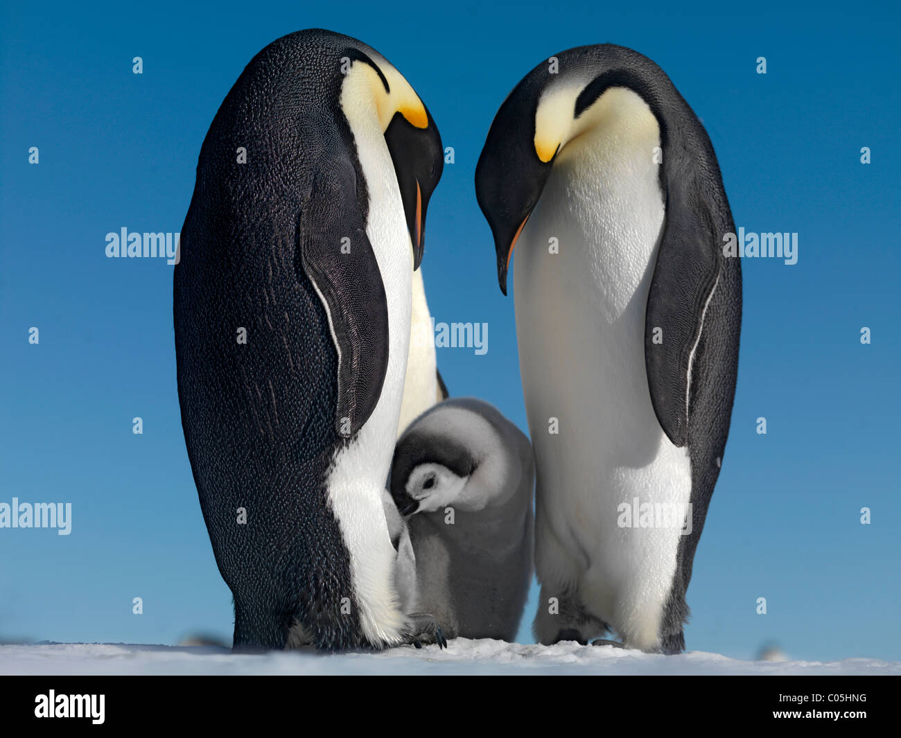Kaiser-Pinguin-paar mit Küken, Oktober, Snow Hill Island, Weddellmeer, Antarktis Stockfoto
