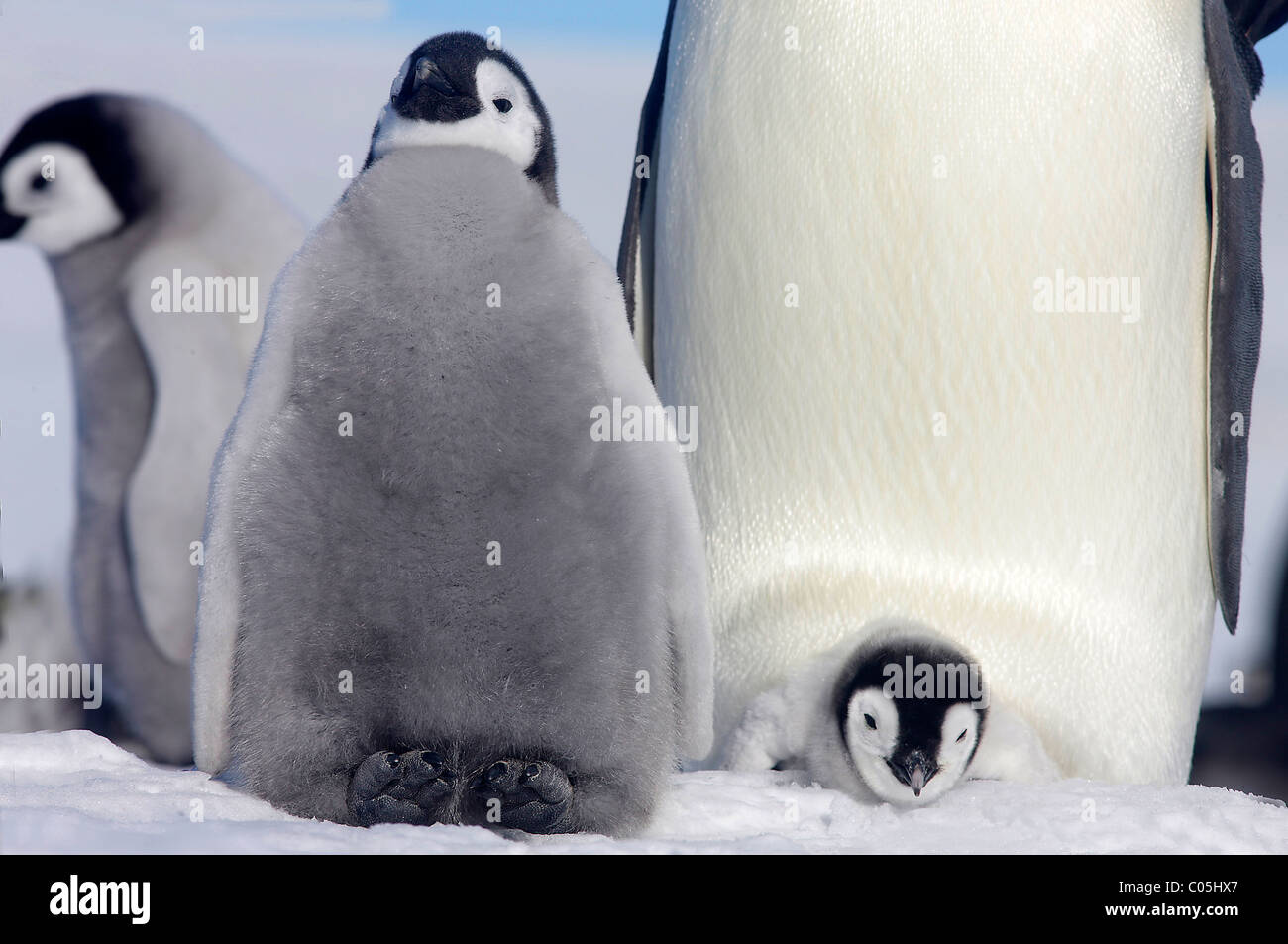 Kaiser-Pinguin und Küken, Oktober, Snow Hill Island, Weddellmeer, Antarktis Stockfoto