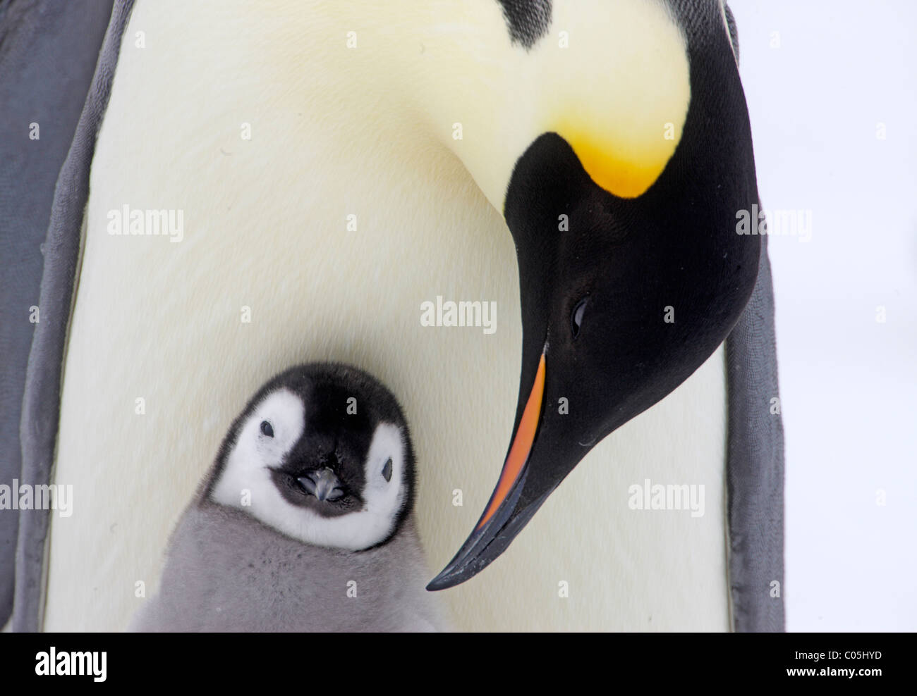 Kaiser-Pinguin und Küken, Oktober, Snow Hill Island, Weddellmeer, Antarktis Stockfoto