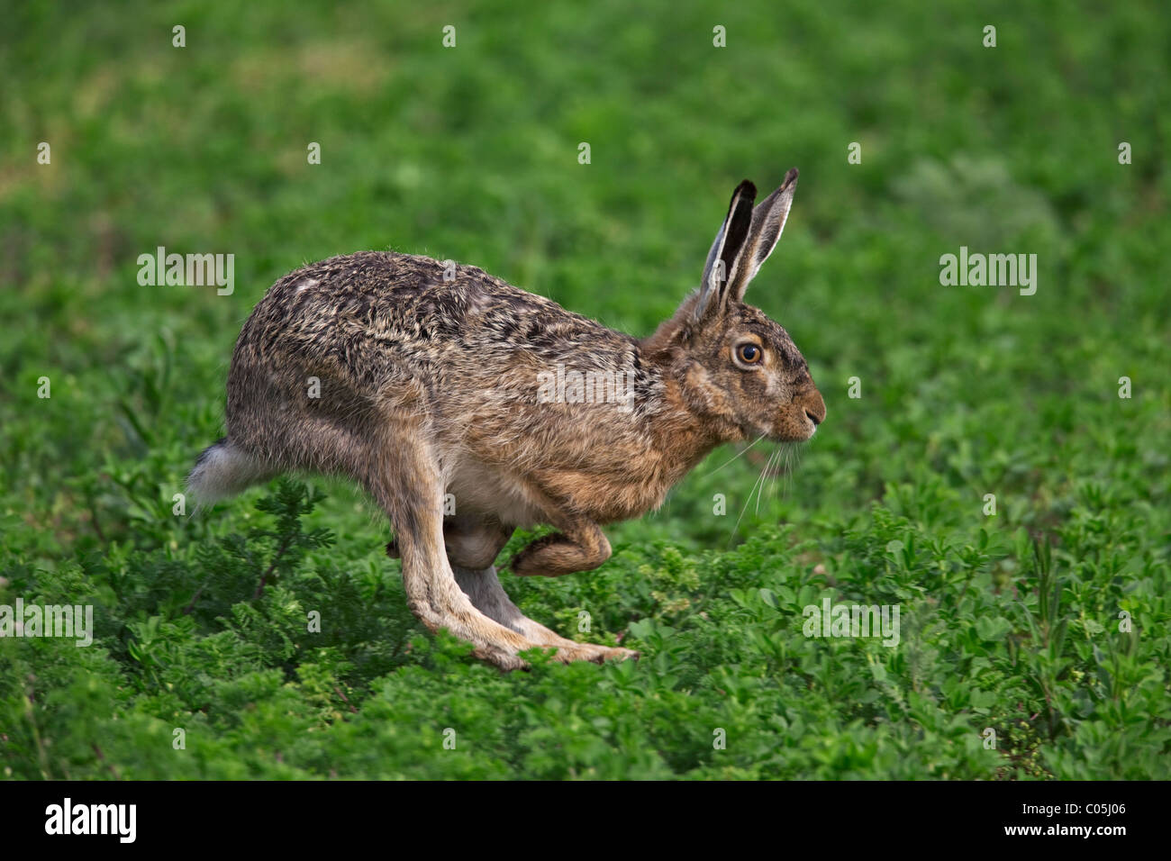 Feldhase (Lepus Europaeus) in Feld, Deutschland Stockfoto