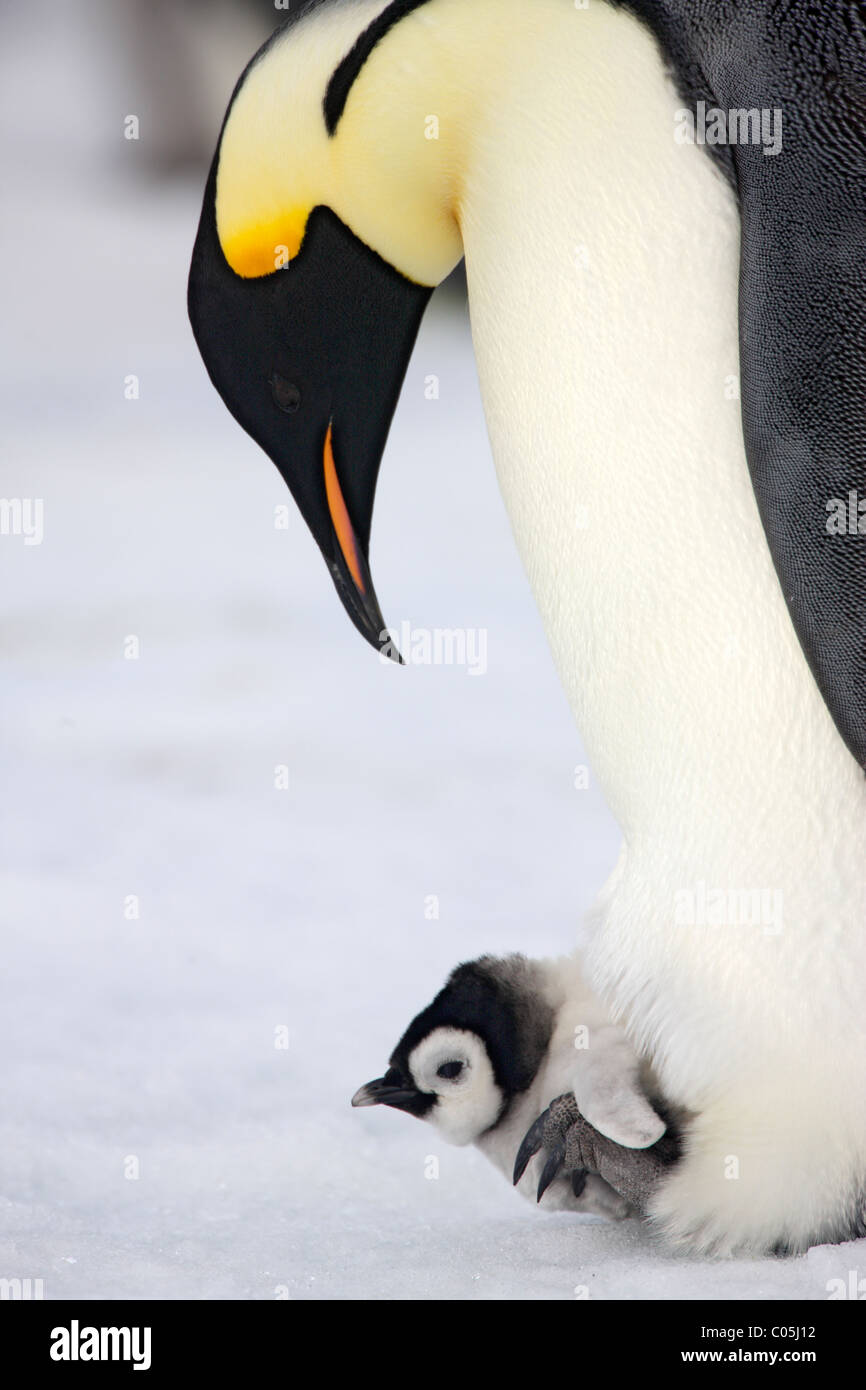 Kaiser-Pinguin und Küken, Oktober, Snow Hill Island, Weddellmeer, Antarktis Stockfoto