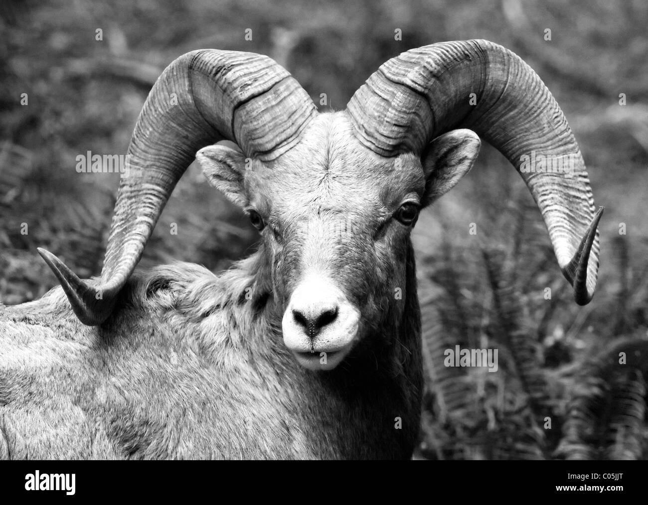 "Nordamerikanischen Bighorn Schafe." Stockfoto