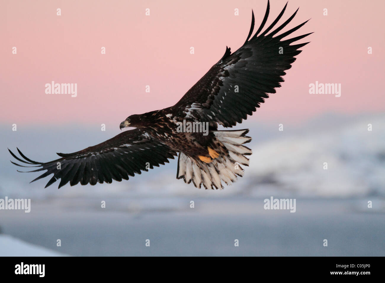 Seeadler im Winter Küstenlandschaft im Januar, Norwegen Stockfoto