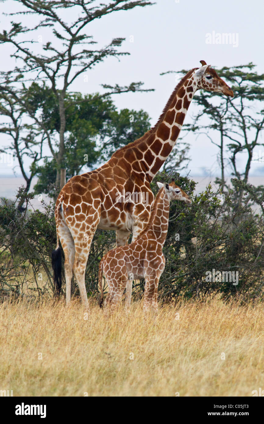 Zwei große Giraffe. Das Kalb ist vor der Erwachsene am nächsten der Kamera. Beide stehen rechts. Stockfoto