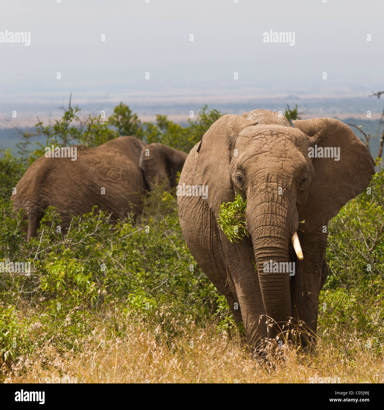 Zwei afrikanische Elefanten Essen in Büschen. Nächsten steht vor der Kamera und hat einen Schluck von Zweigen. Stockfoto